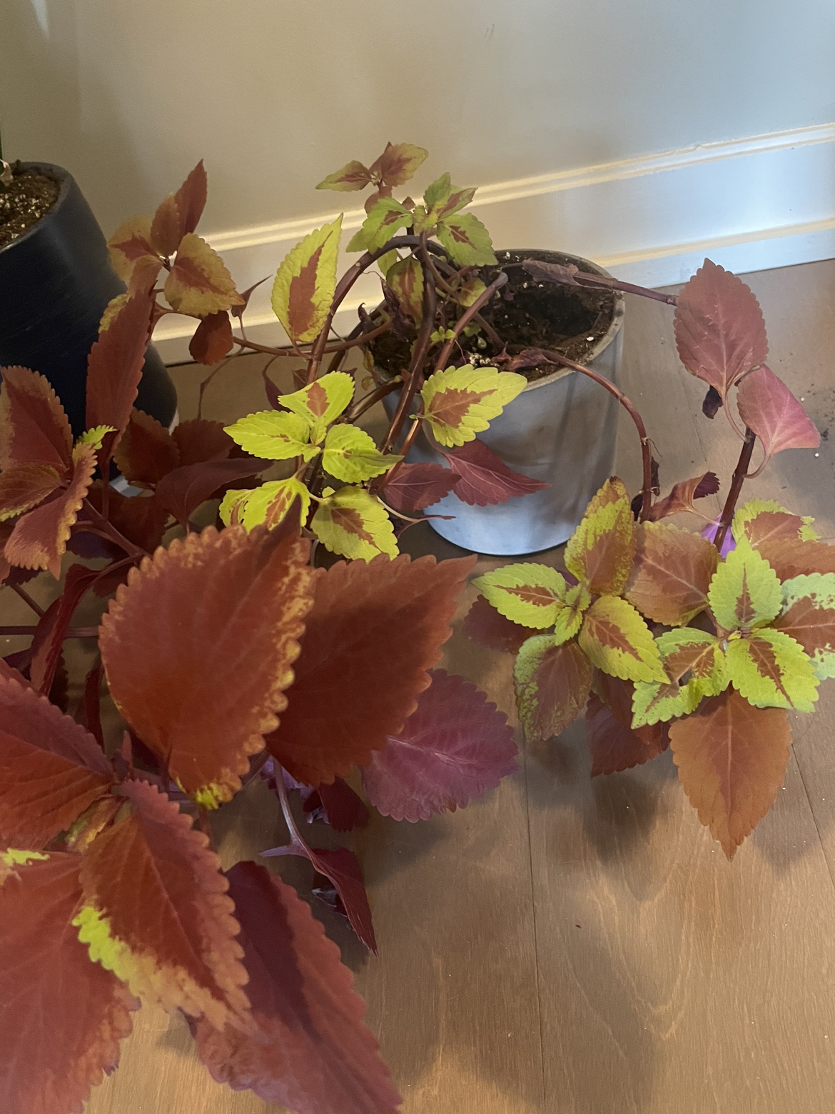 Coleus Plant