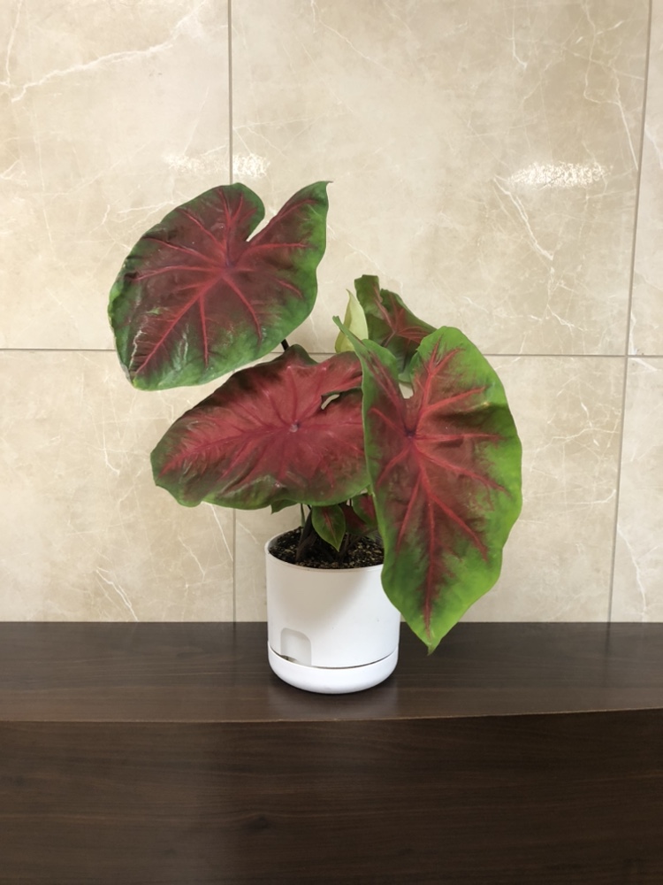 6” Caladium with self watering planter thumbnail