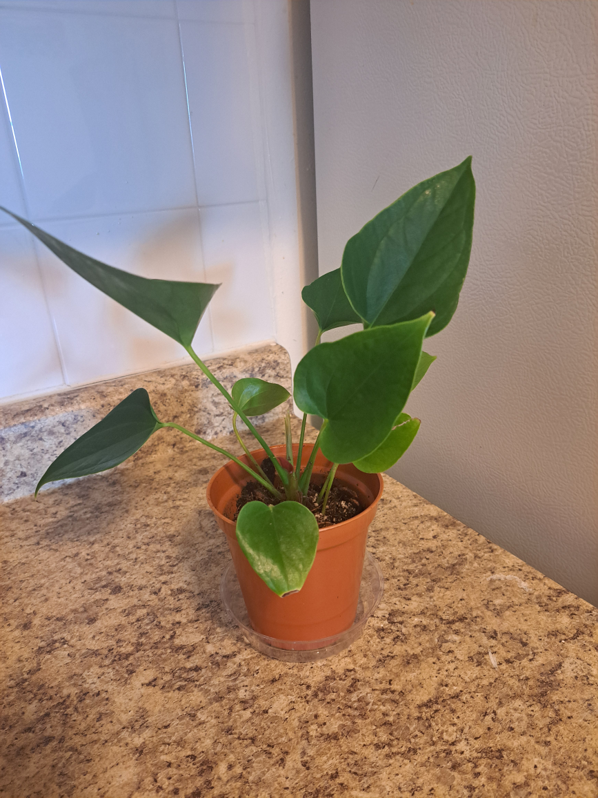 anthuriums image indicator(7)