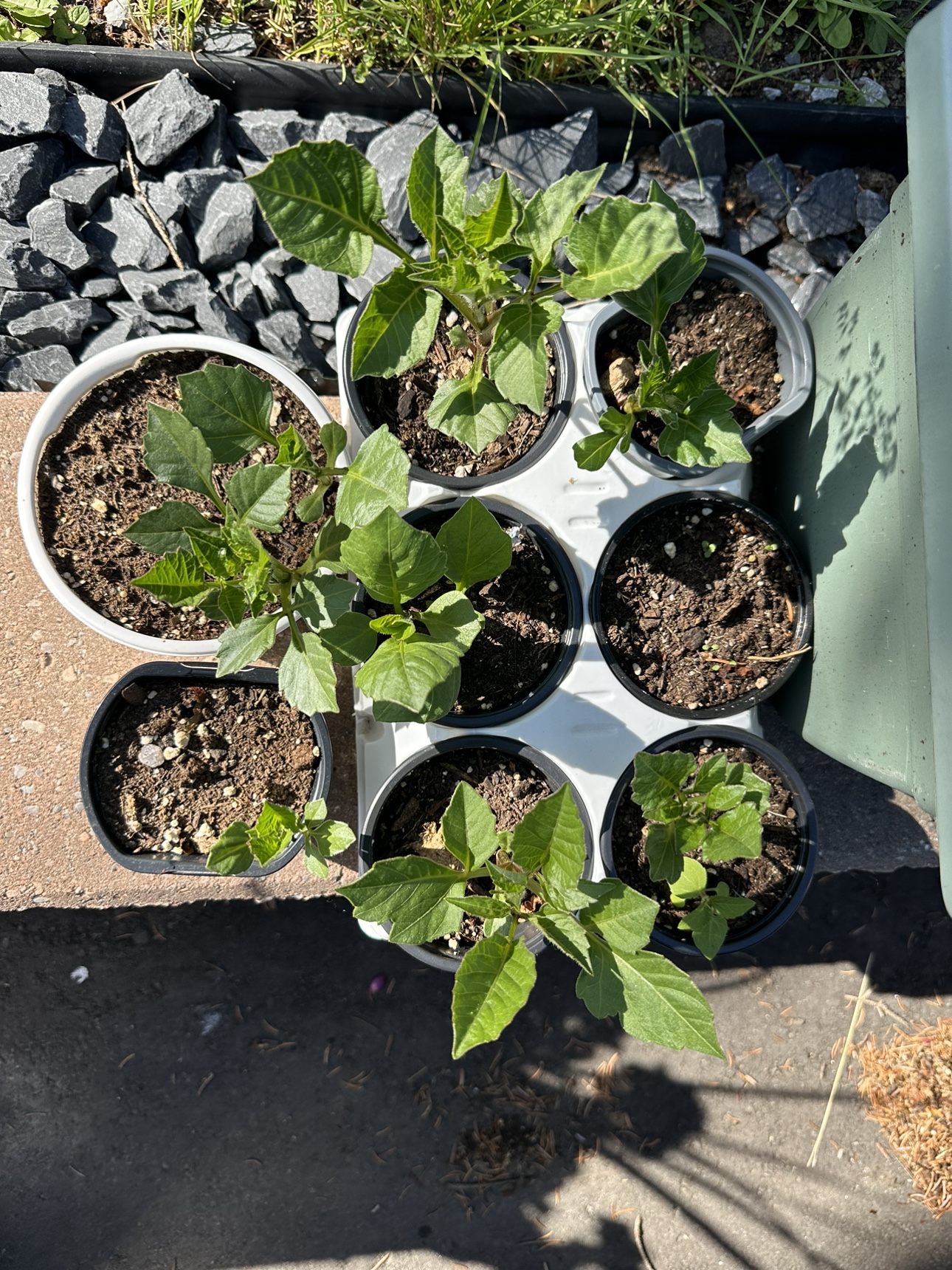 Pink Dhalias image indicator(3)