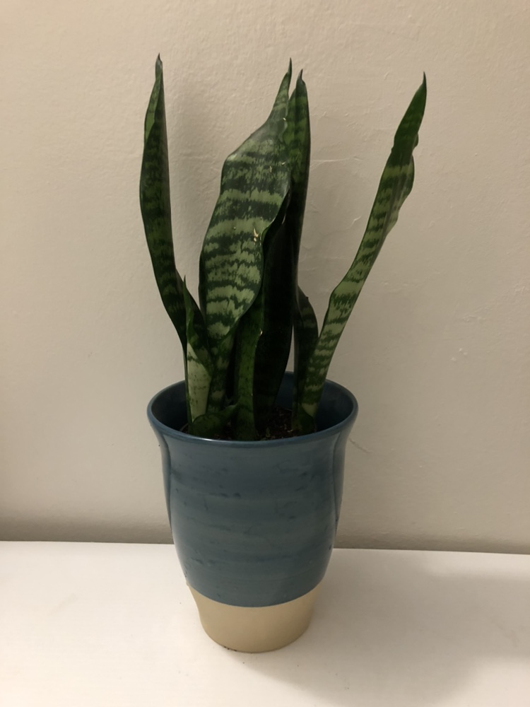 3.5” Sansevieria  with cover pot thumbnail