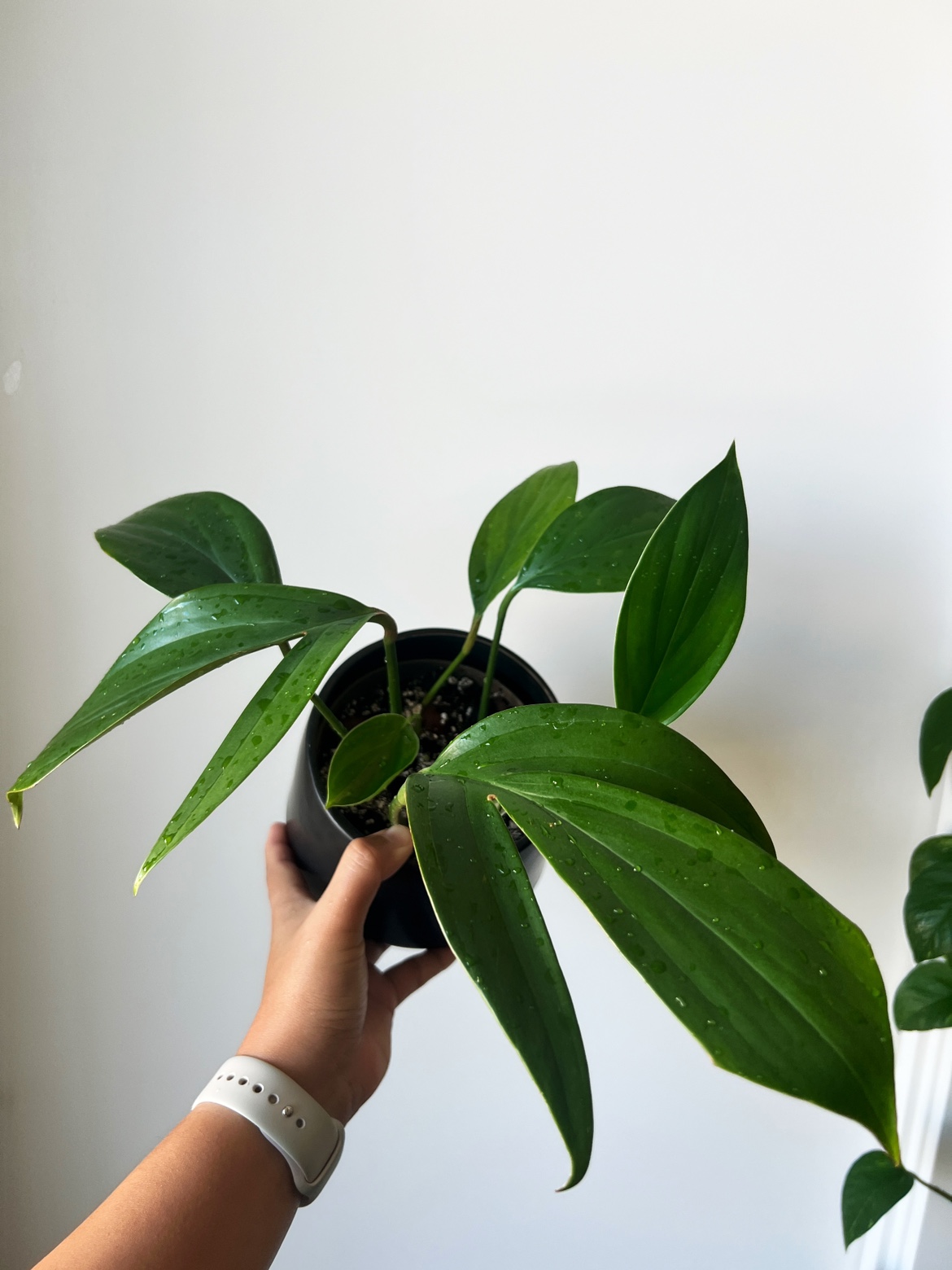 Houseplant 🪴 Rhaphidophora Decursiva 🧡 image indicator(4)