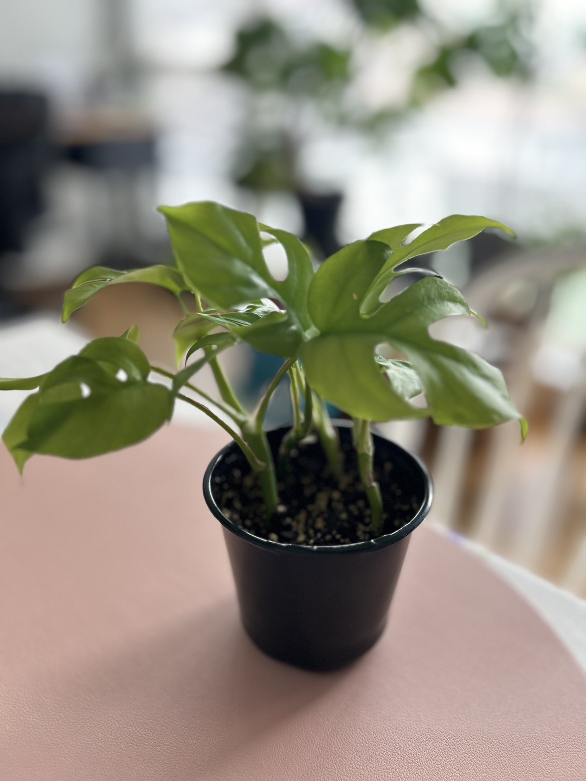 Rhaphidophora Tetrasperma (mini monstera) - photo 4
