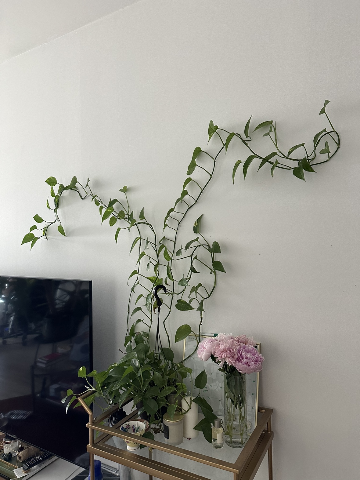 Huge Long Golden Pothos in Hanging Basket Planter thumbnail