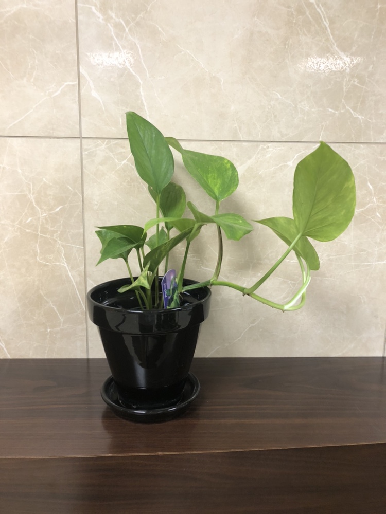 Plant with planter $8 thumbnail