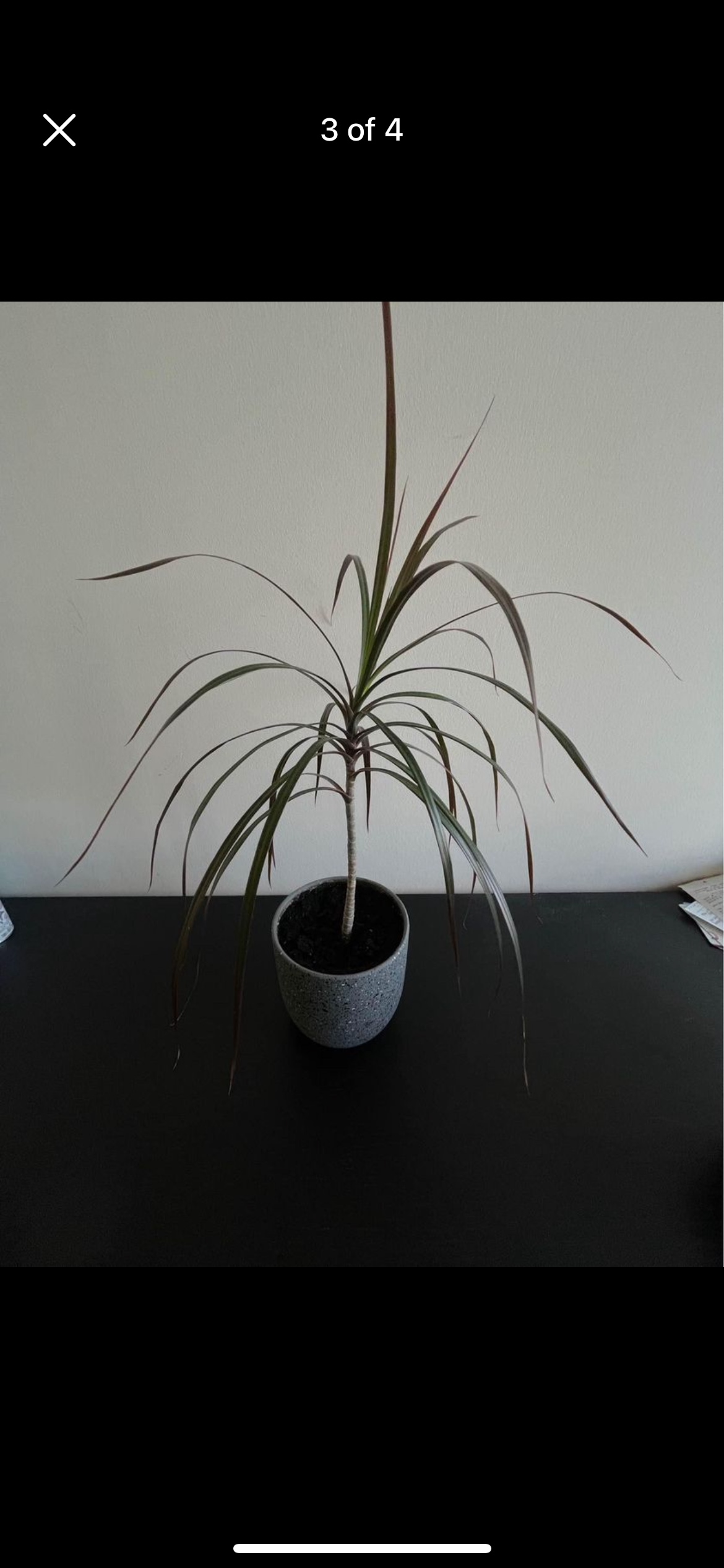 Plant & pot - photo 3