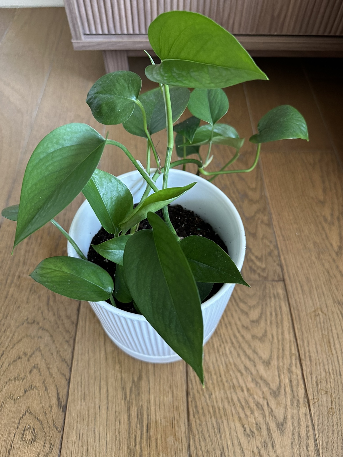Pothos plant in 6 inch ceramic pot - photo 3