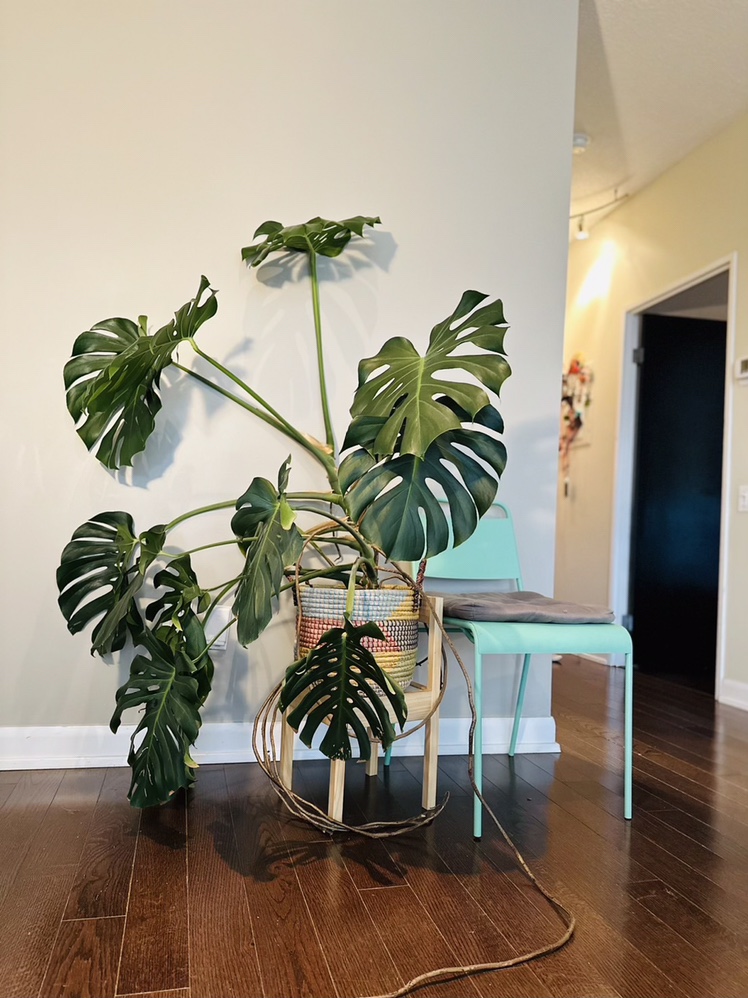 Gorgeous and massive monstera deliciosa thumbnail
