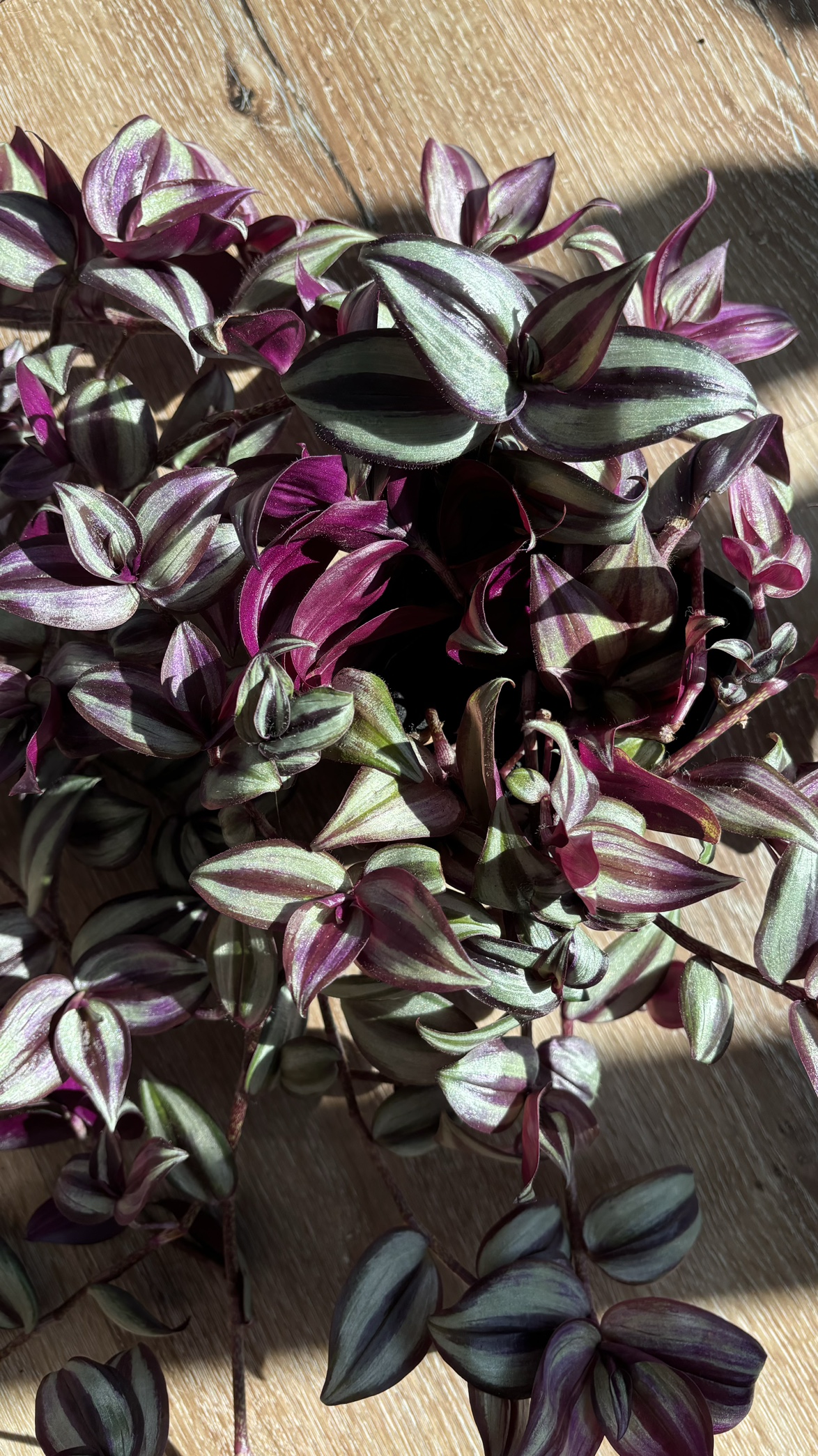 Tradescantia Zebrina Plant thumbnail