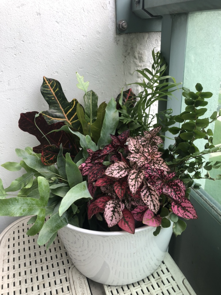 4“ size plants 5 for $20, cover pot extra cost thumbnail