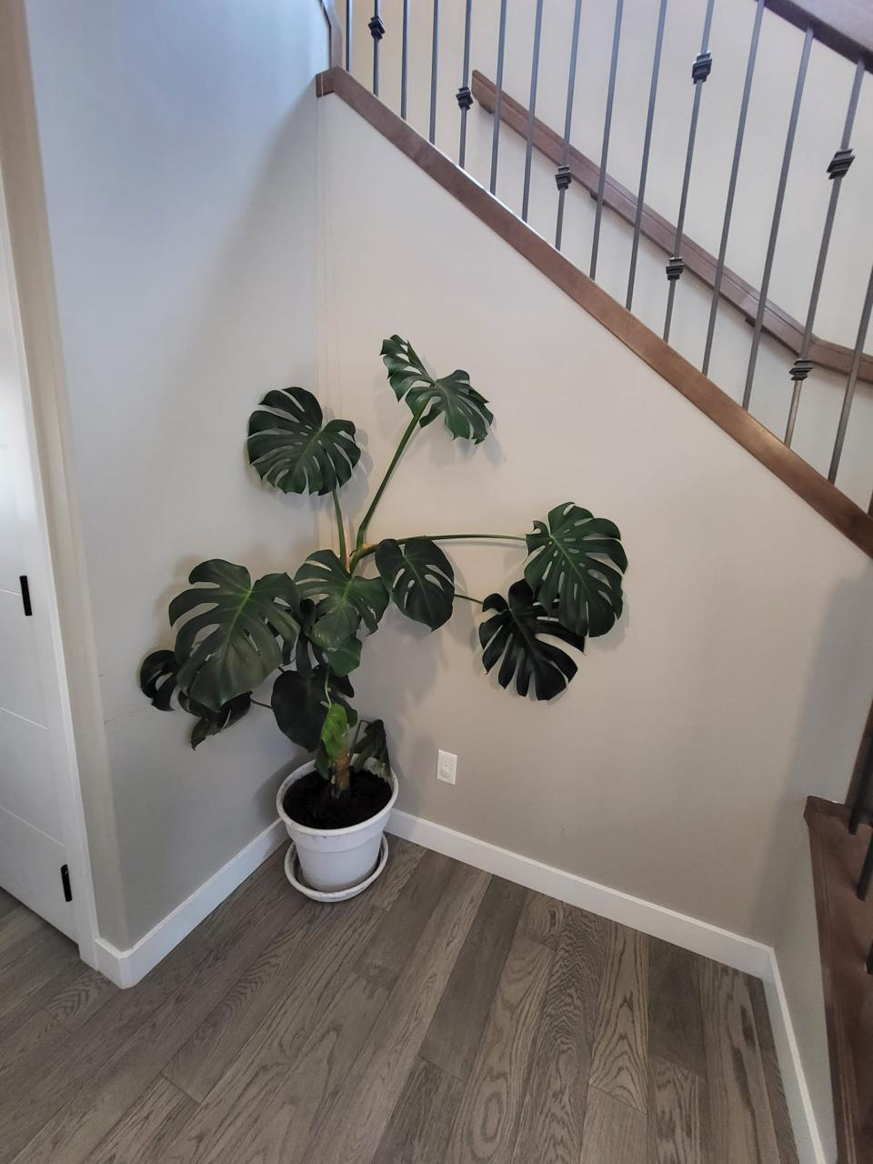 Live Monstera indoor house Plant with planter - photo 2