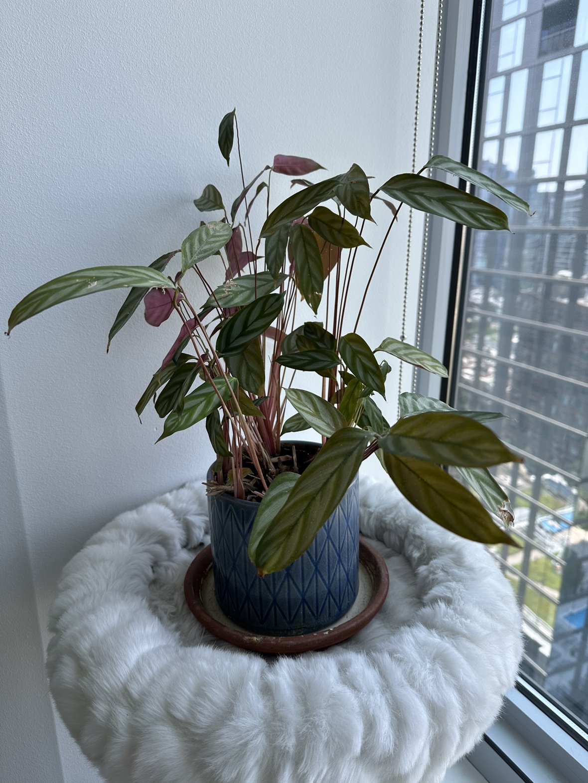 Calathea Plant in Ceramic Planter - photo 2