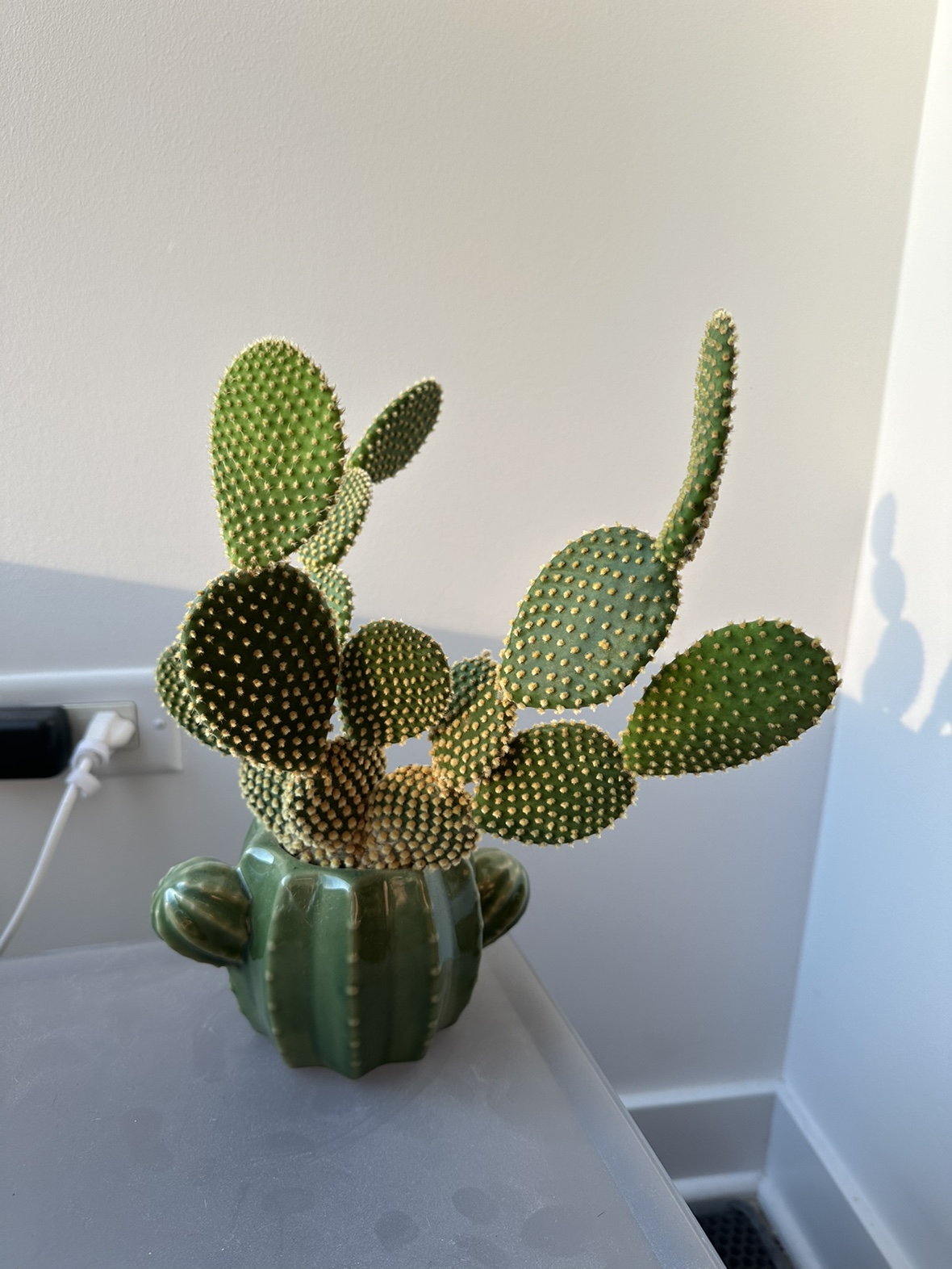Cactus Plant in a Cactus Pot - photo 2