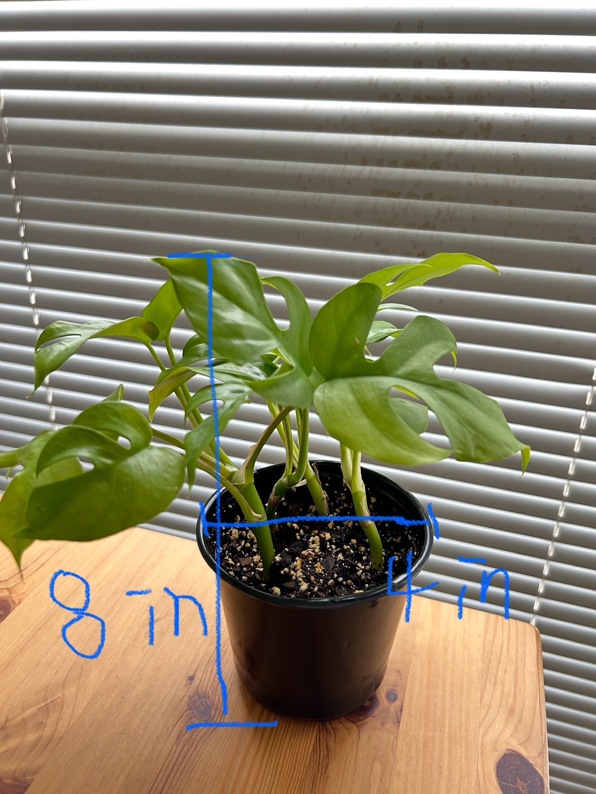 Rhaphidophora Tetrasperma (mini monstera) - photo 2