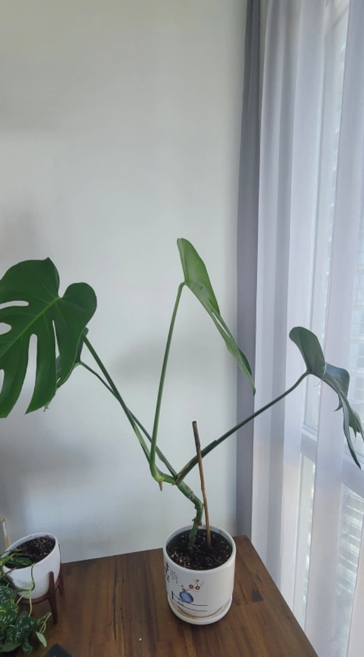 6" Monstera Deliciosa  - without planter - photo 2