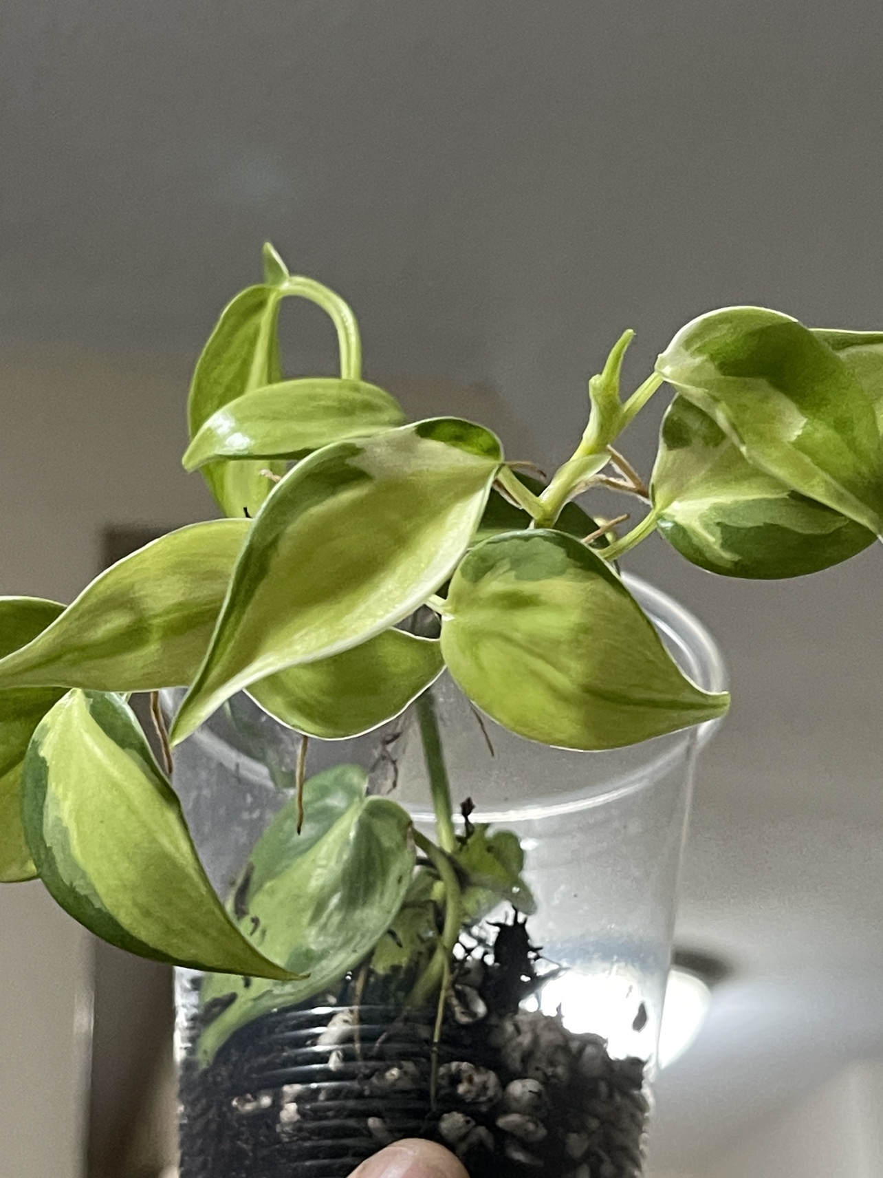 Philodendron Cream Splash thumbnail