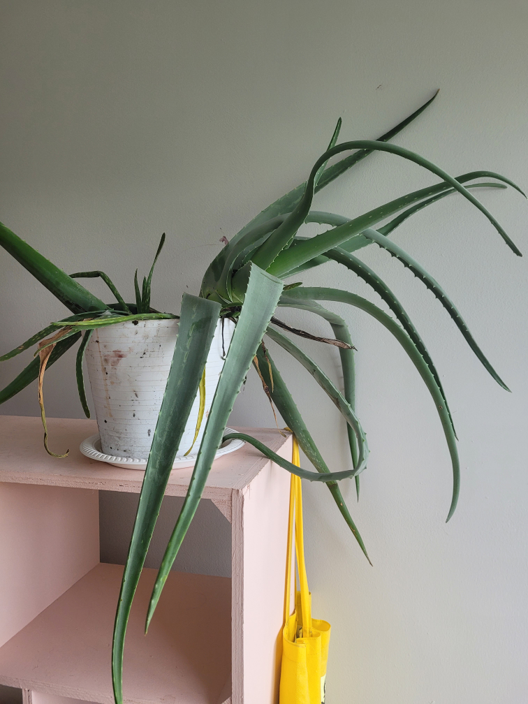 Plant aloe vera looking for better caregiver than me #freecycle - photo 4