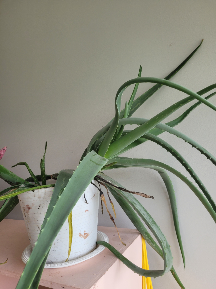 Plant aloe vera looking for better caregiver than me #freecycle - photo 5