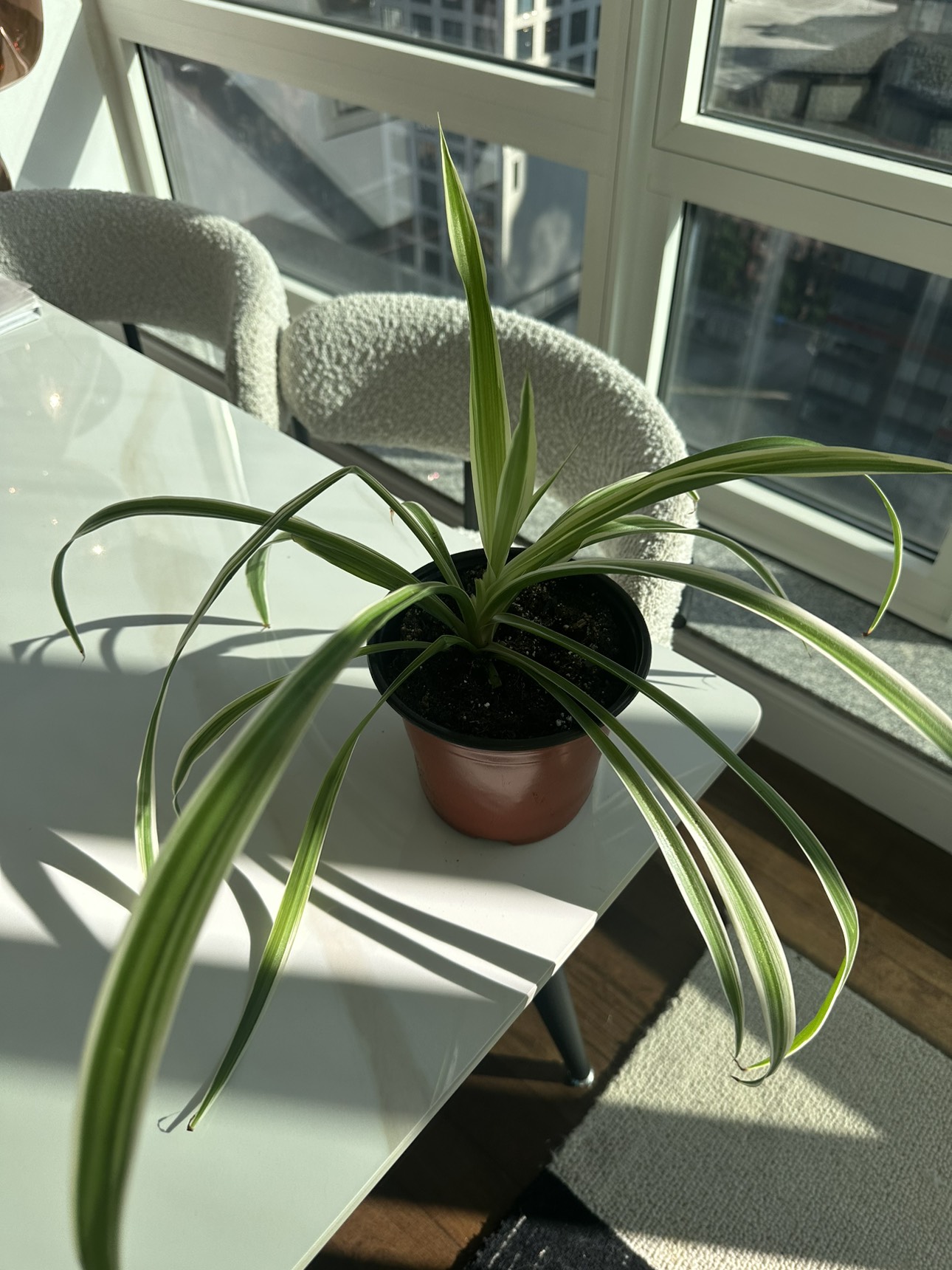 Spider plant - 5 inch pot - photo 5