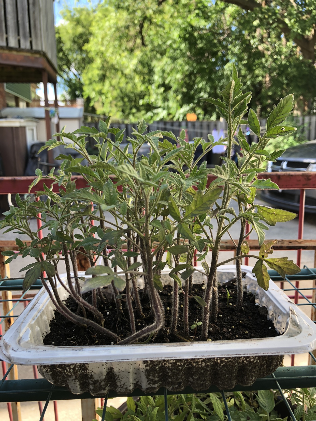 Heirlooms Tomatoes Plants-***Pending pick-up** - photo 3