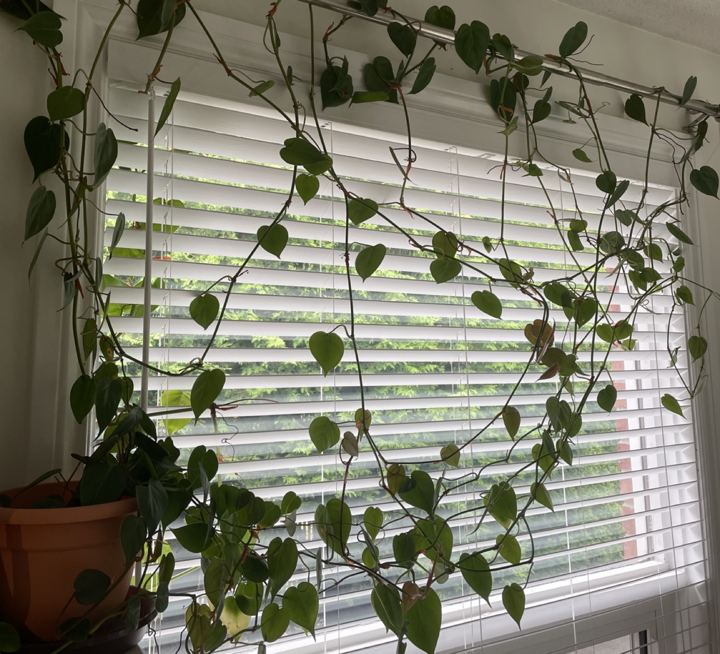 Pothos plant, large