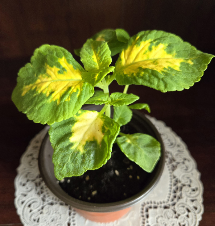 Assorted indoor plant babies image indicator(9)