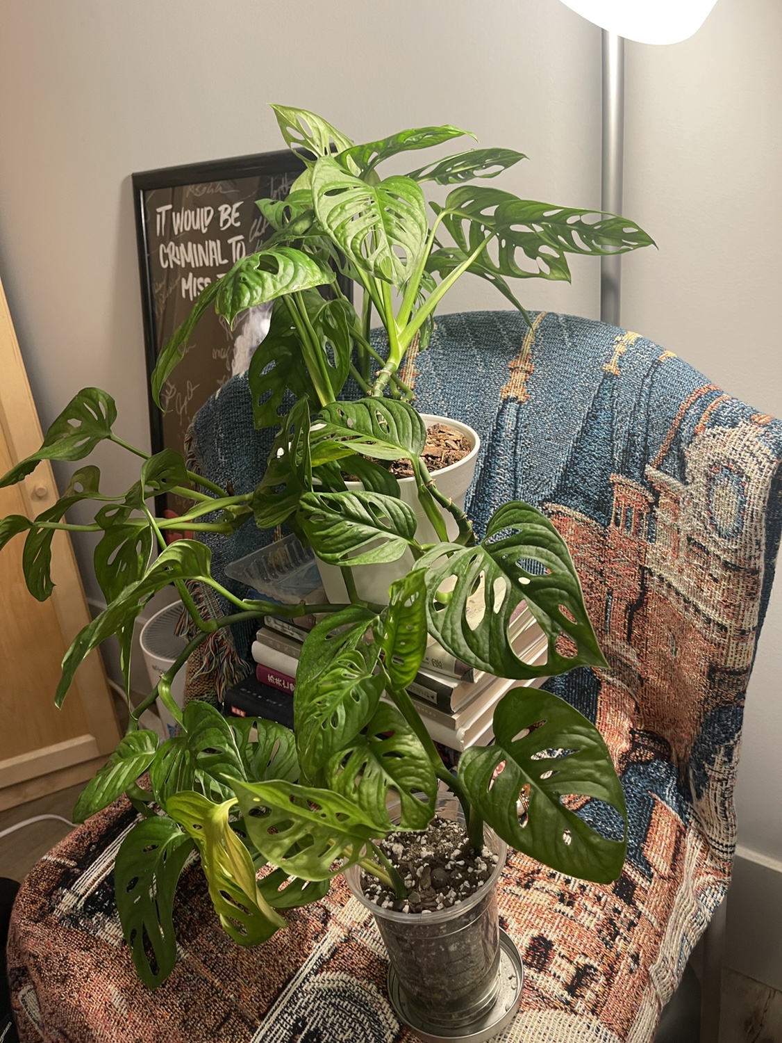 Plants - photo 2