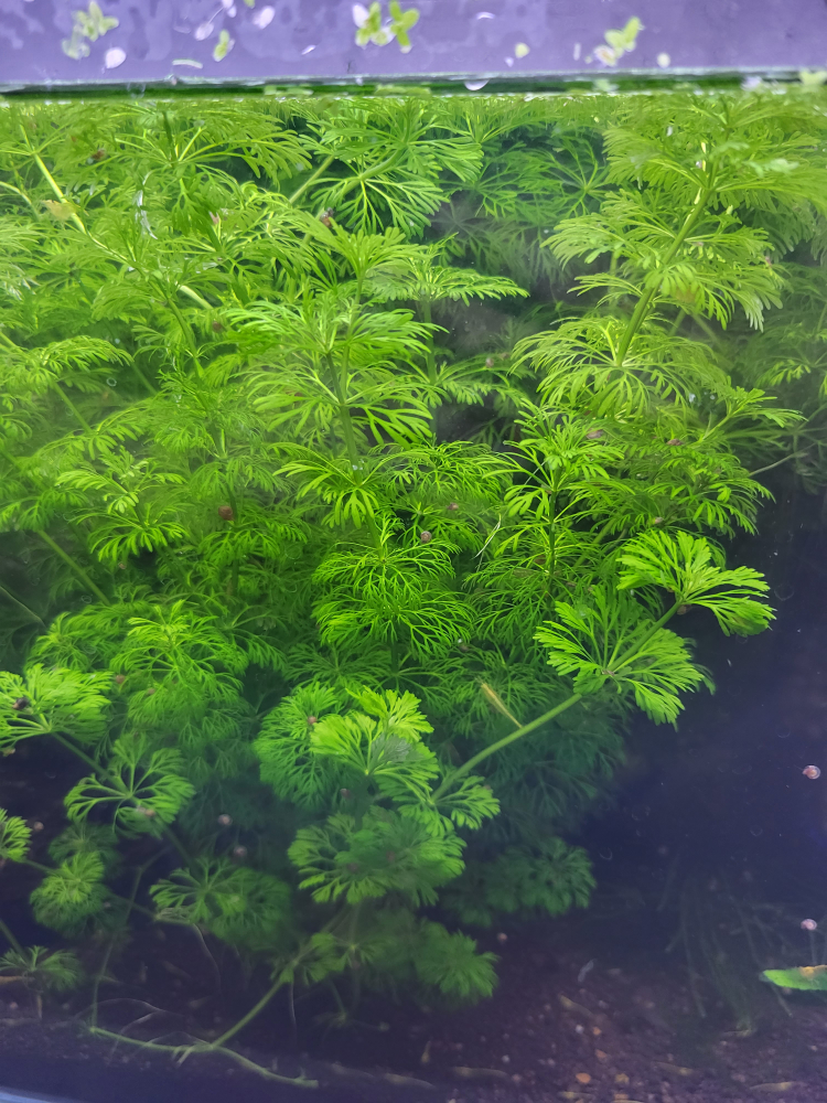 Hornwort, aquarium plant thumbnail