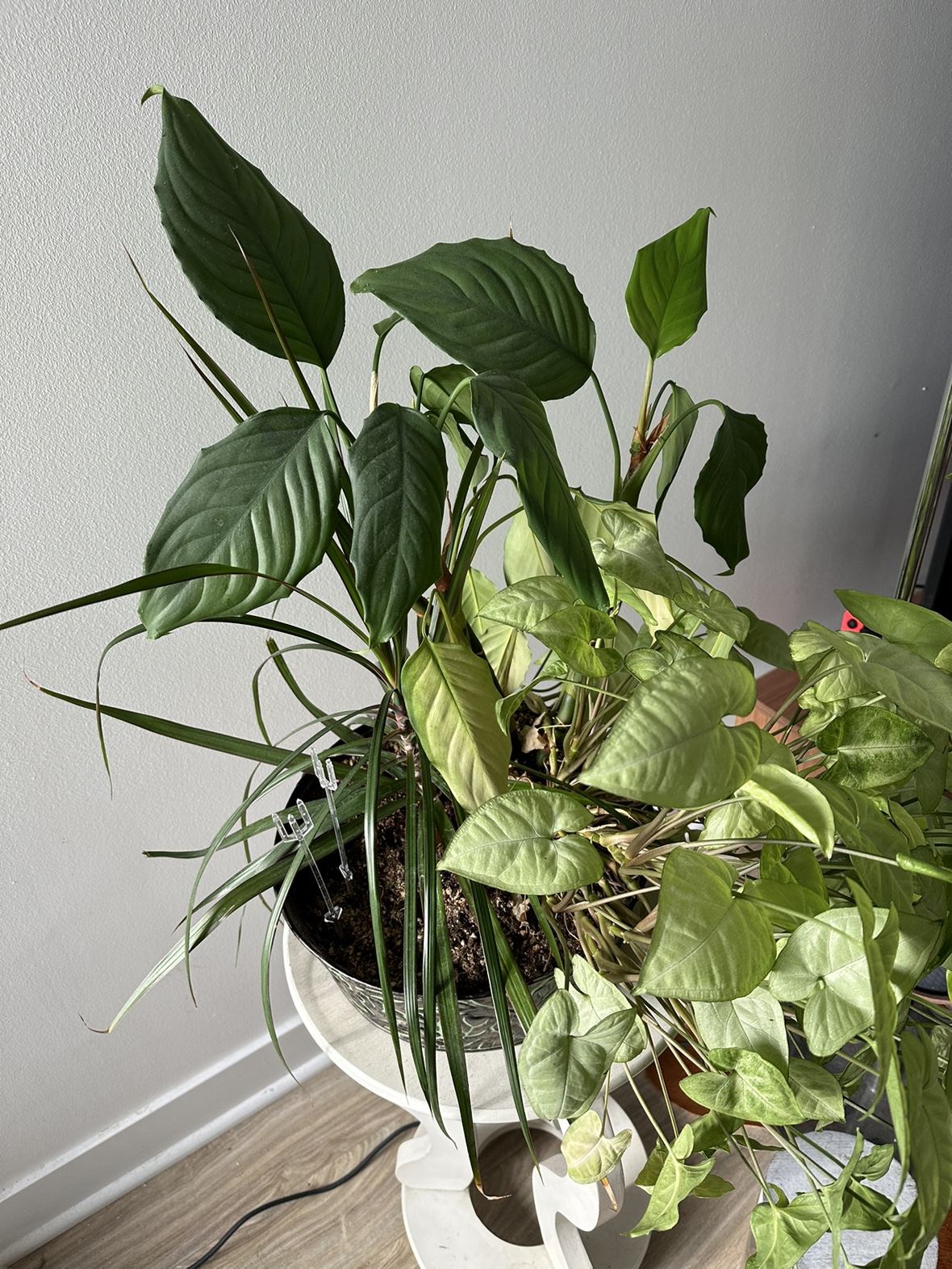 Houseplant Bundle - photo 4