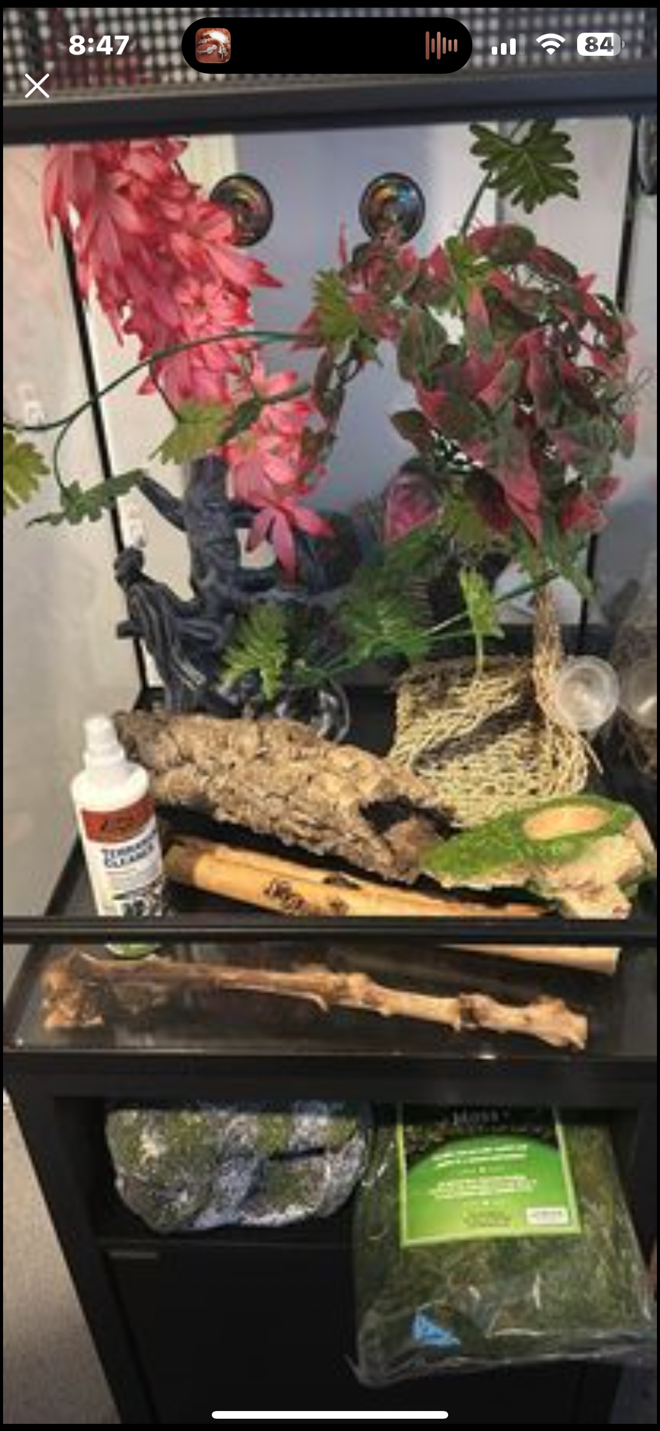 Tall terrarium