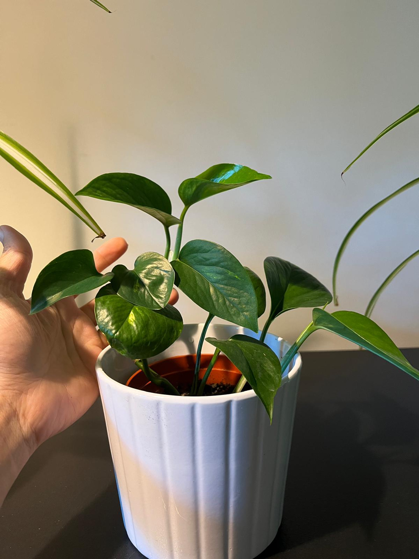 Green and marble pathos (money plant) image indicator(7)