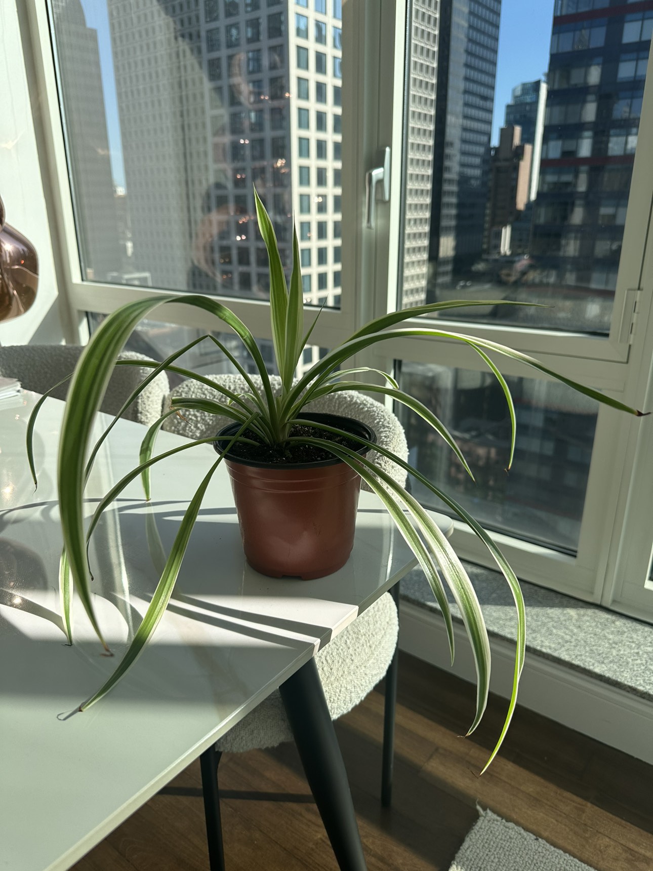Spider plant - 5 inch pot