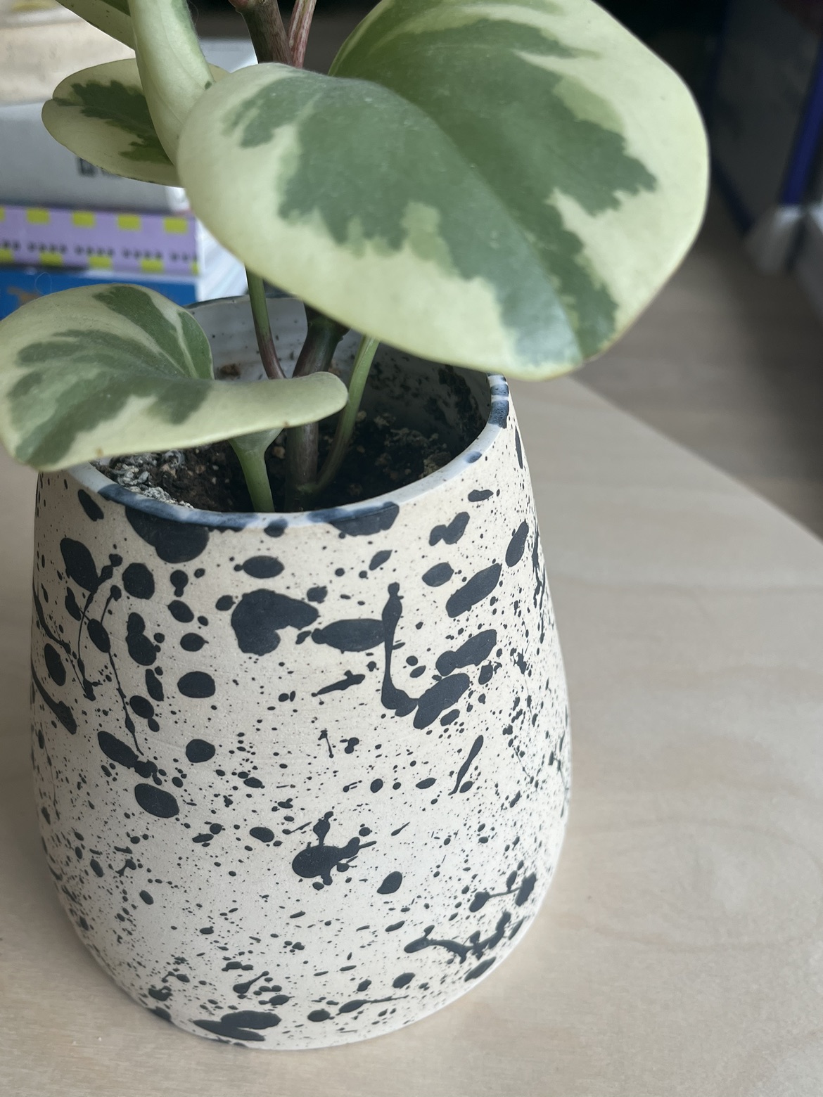 Tineke Rubber Plant with Ceramic Pot - photo 3
