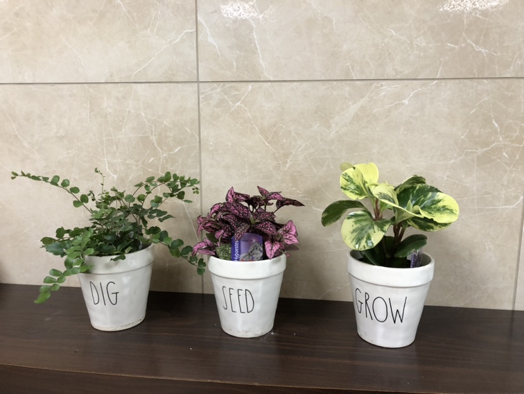 Indoor plants 3 with planter thumbnail