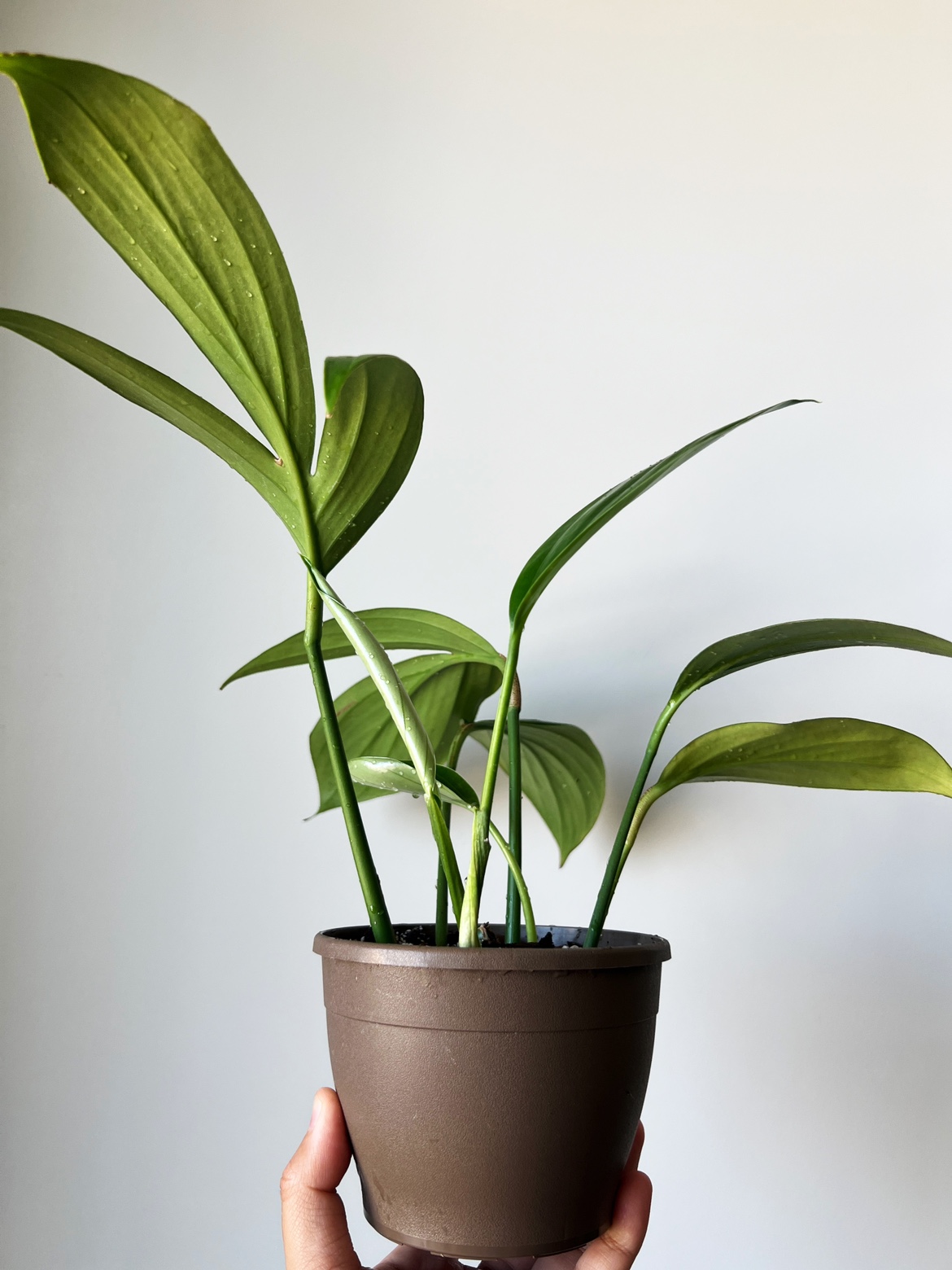 Houseplant 🪴 Rhaphidophora Decursiva 🧡 image indicator(3)