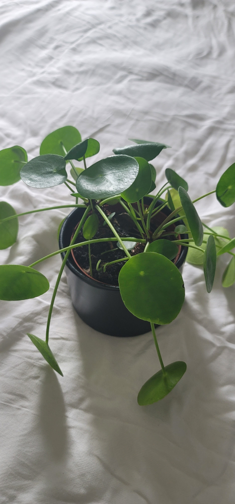 4” Pilea Plant