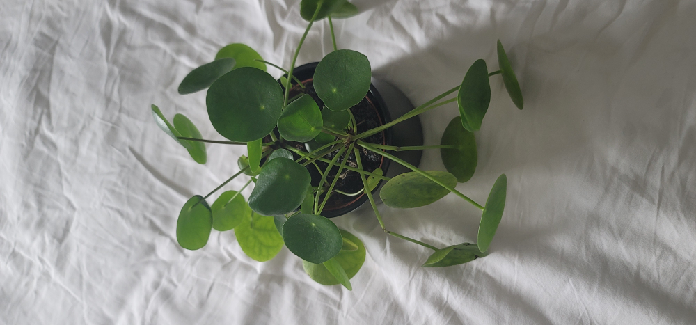 4” Pilea Plant - photo 2