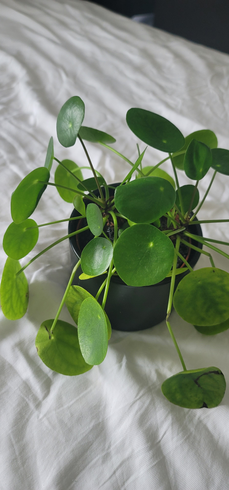 4” Pilea Plant - photo 3