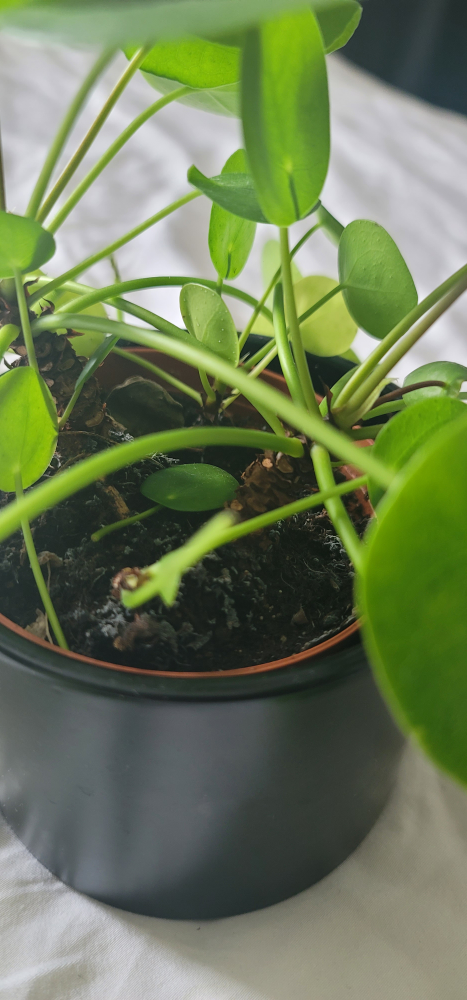 4” Pilea Plant - photo 4