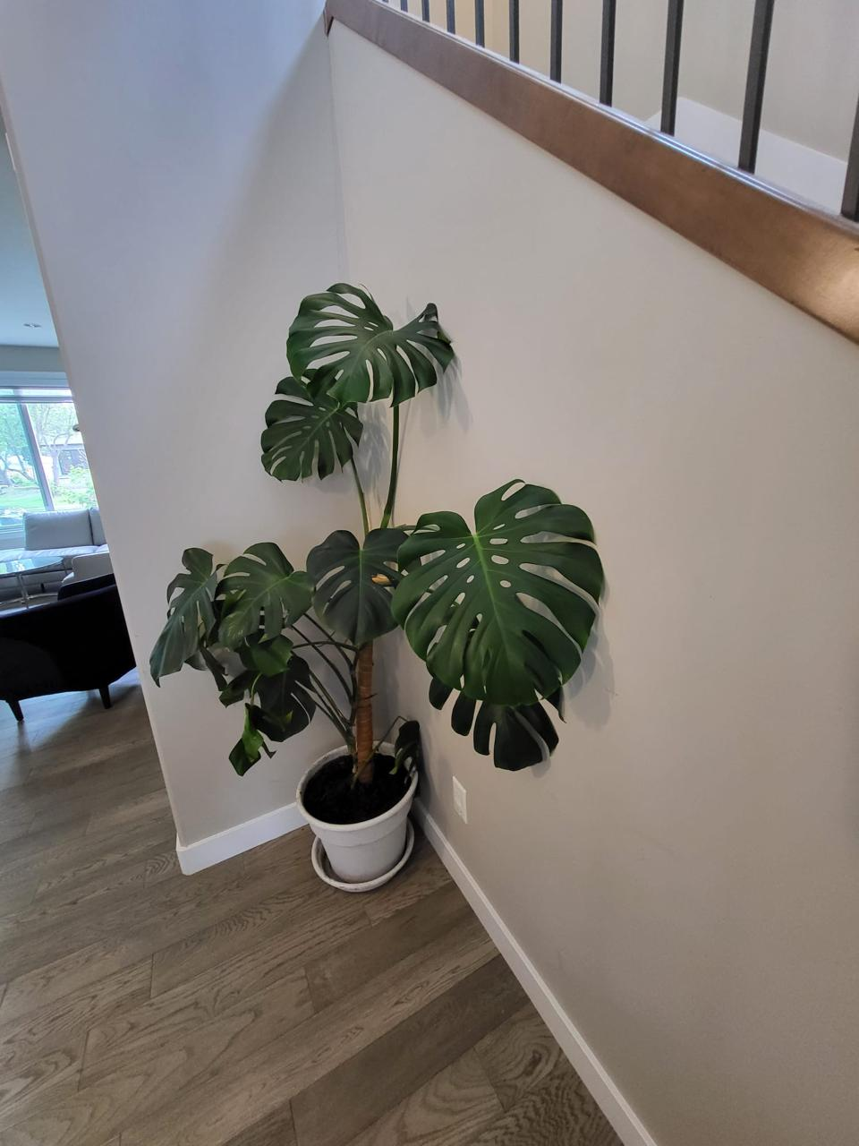 Live Monstera indoor house Plant with planter