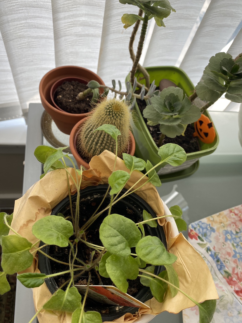4 small plants