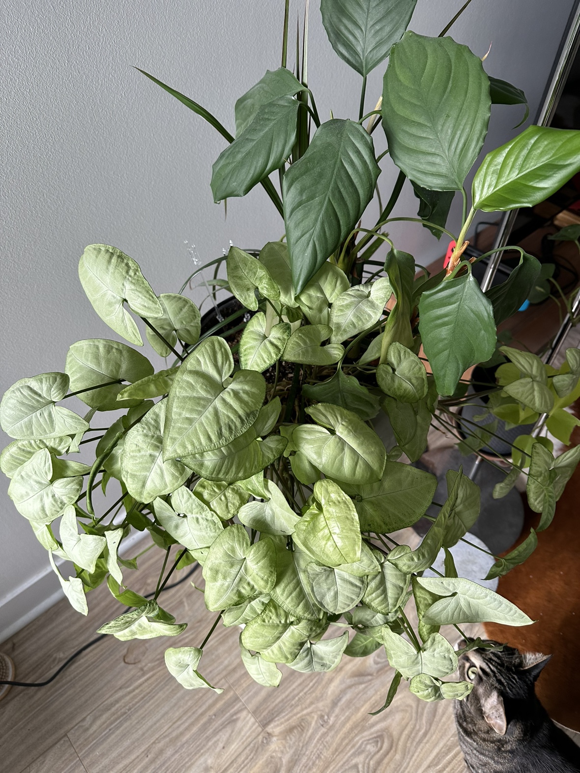 Houseplant Bundle - photo 2