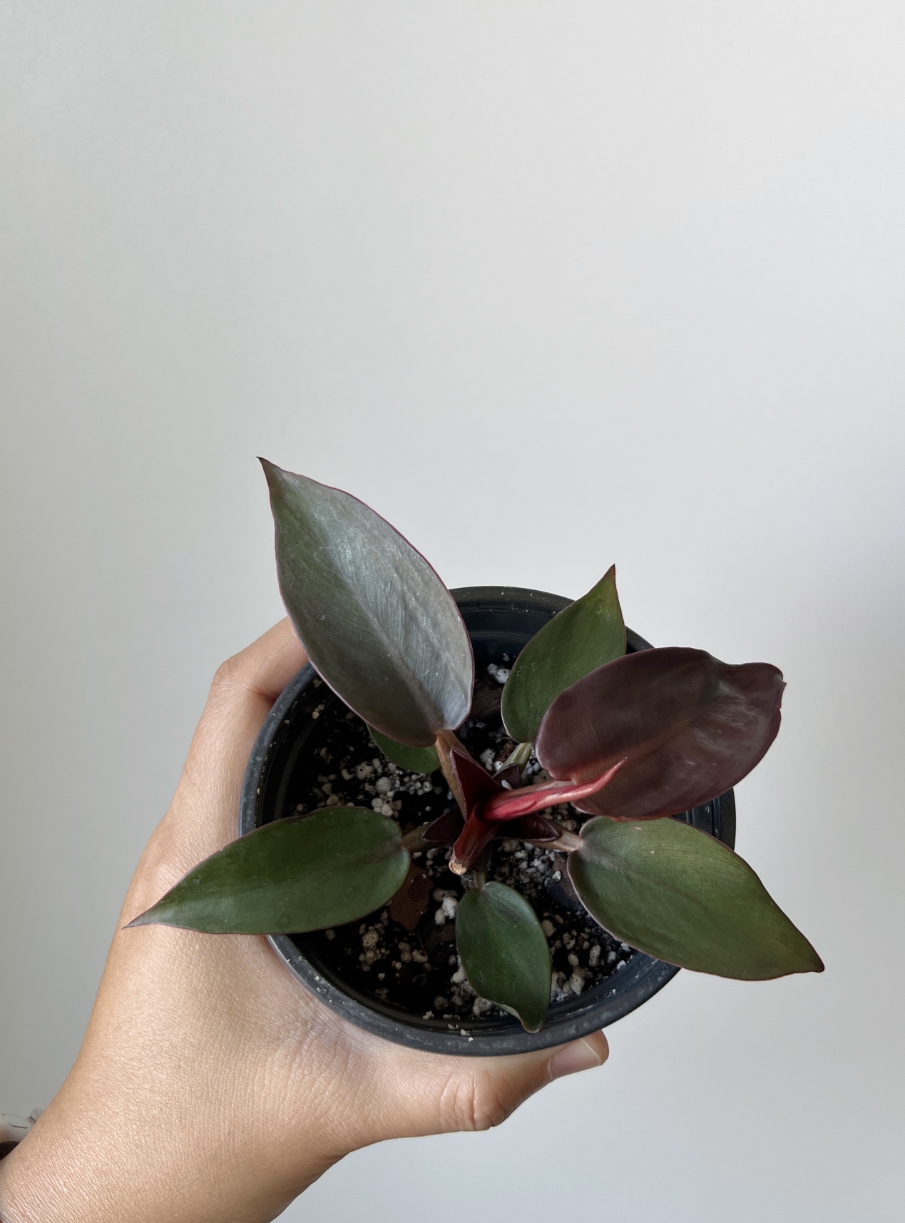 Houseplant 🪴 Philodendron Sun Red 🧡 image indicator(3)