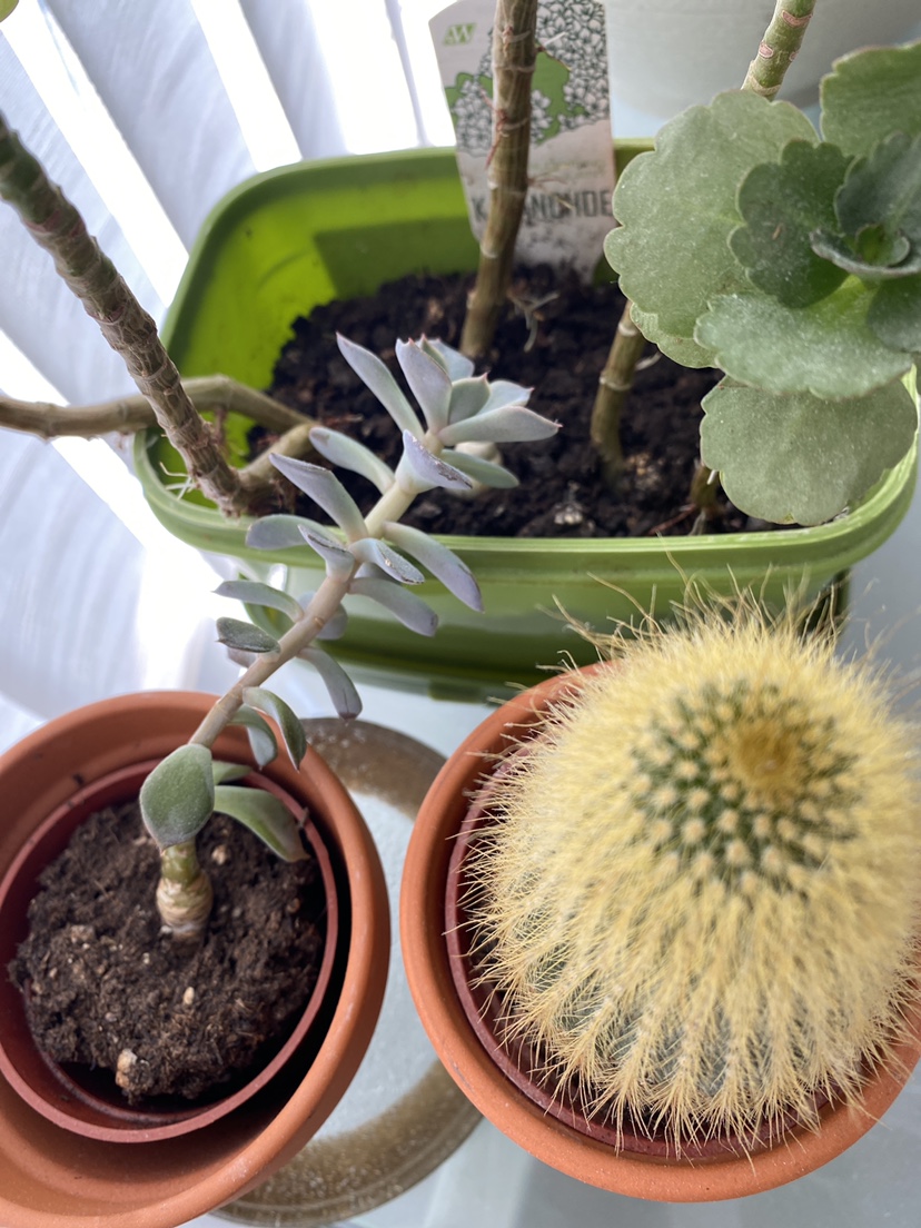 4 small plants - photo 3