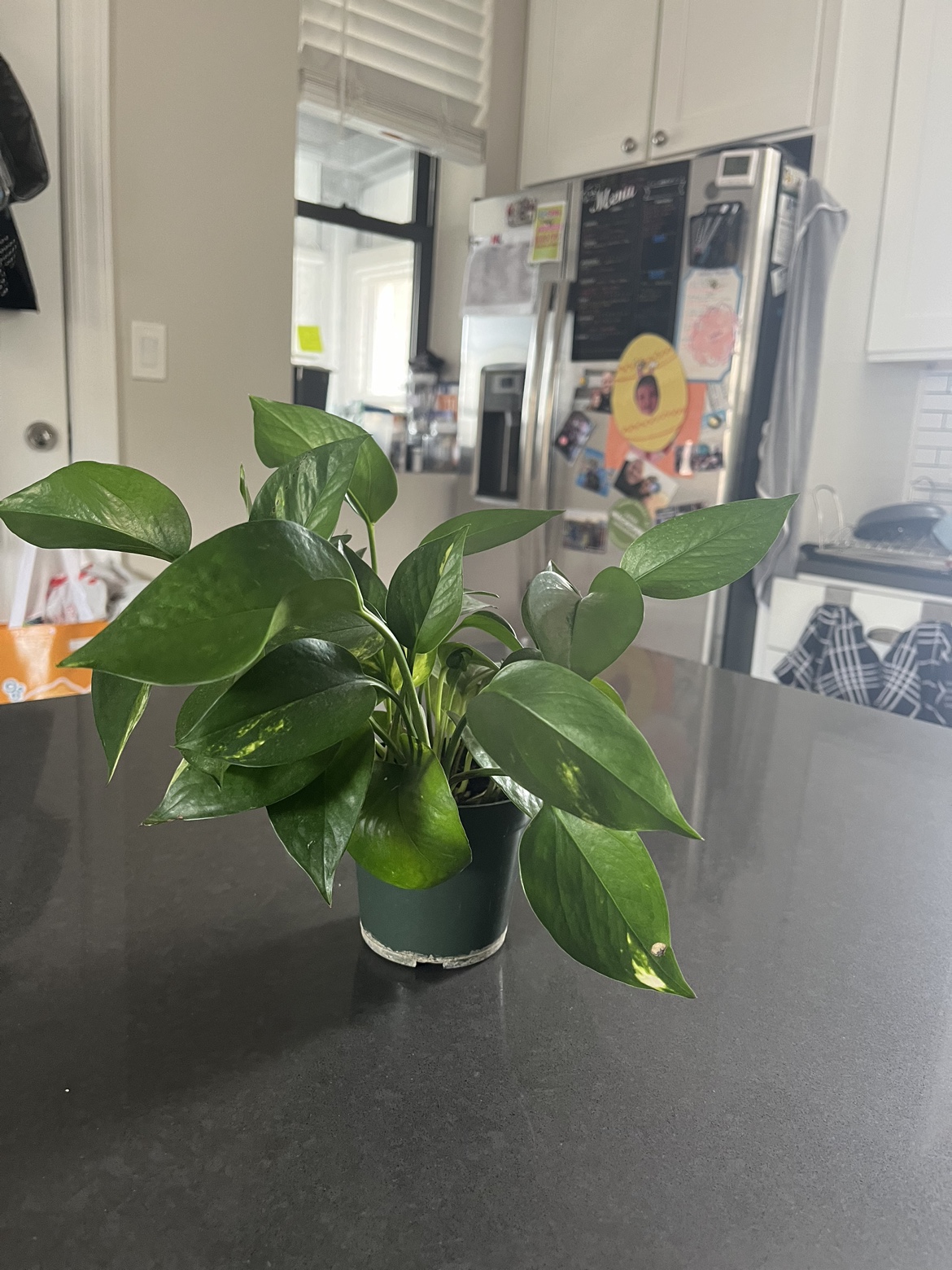 Pothos N Joy Plant