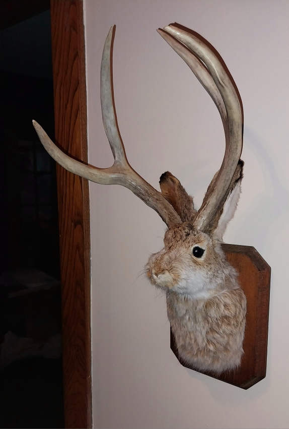 Taxidermy Jackalope wall decor (10" by 20") thumbnail