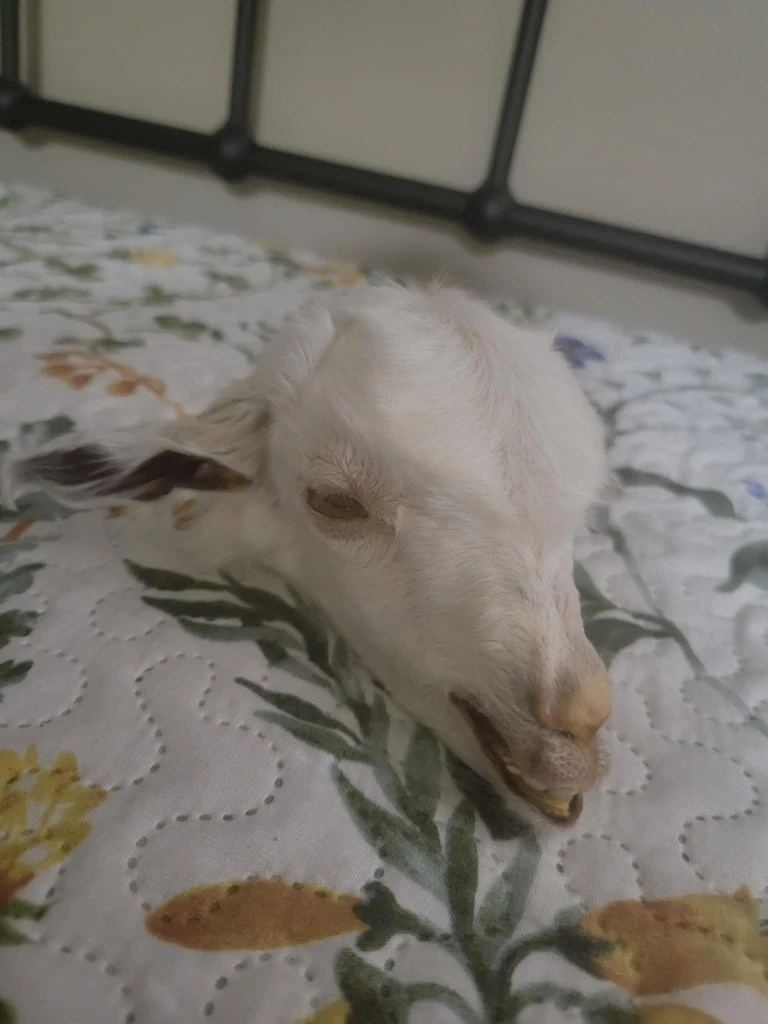 Mummified baby goat head taxidermy