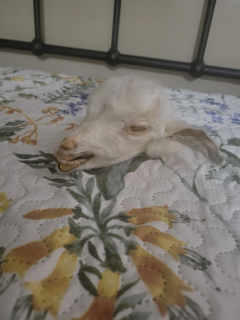 Mummified baby goat head taxidermy - photo 2