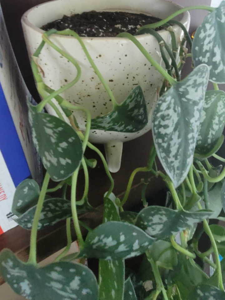 Silver Poth with planters - photo 3