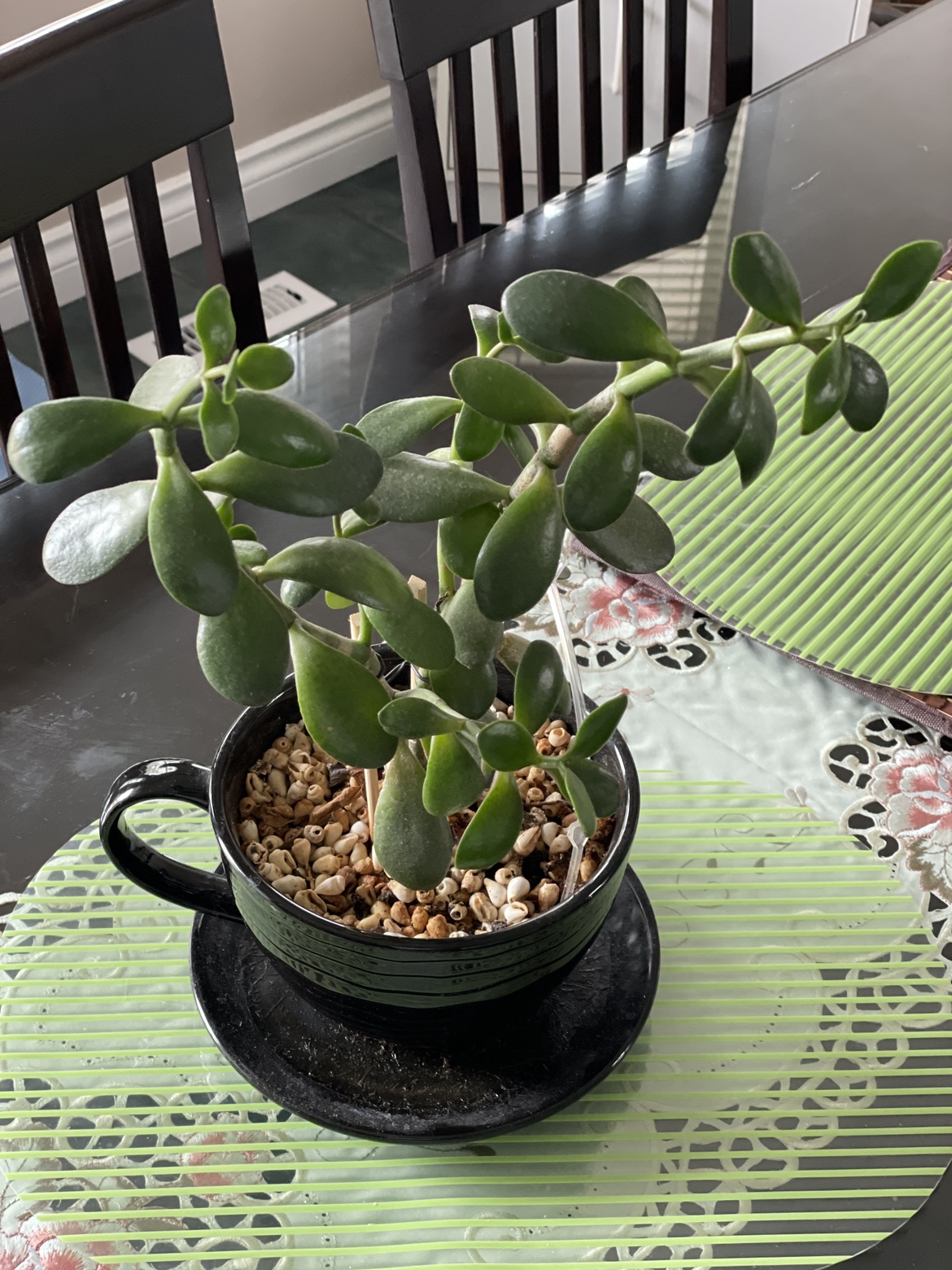 Healthy Jade Plant  reduced the price to $25 image indicator(2)